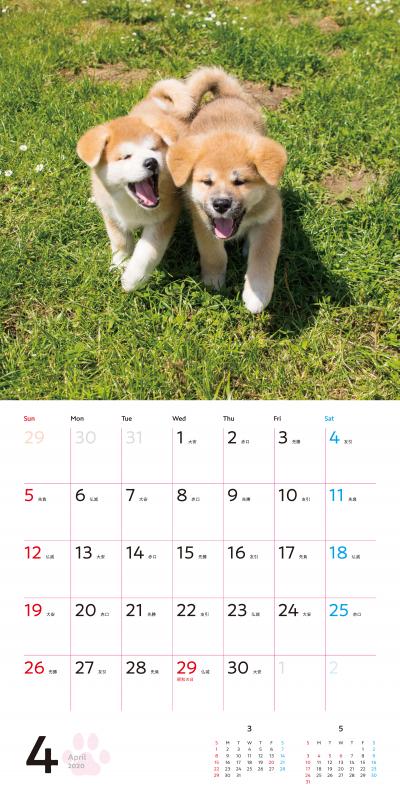 むくむくもふもふ 秋田犬 カレンダー 2020（酒巻 洋子）｜翔泳社の本