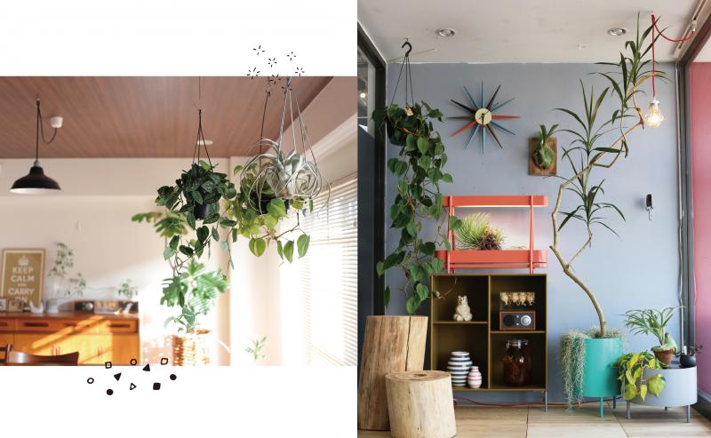 暮らしの図鑑 グリーン 楽しむ工夫×いま取り入れたい観葉植物64