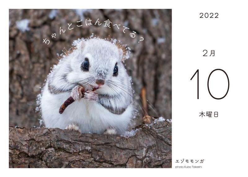 ふわもこ365日 いやしの動物日めくりカレンダー 22 Se編集部 吉永 勝啓 香川 美穂 酒巻 洋子 久保 隆史 翔泳社の本
