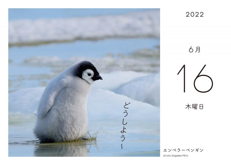 ふわもこ365日 いやしの動物日めくりカレンダー 22 Se編集部 吉永 勝啓 香川 美穂 酒巻 洋子 久保 隆史 翔泳社の本
