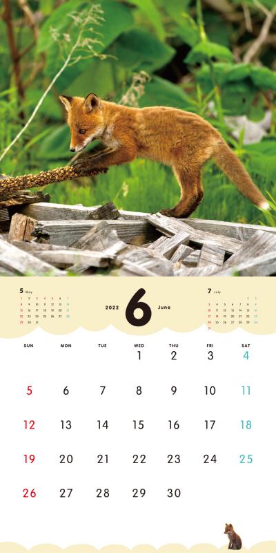 ふわっともふっと子ぎつね カレンダー 2022（久保 隆史）｜翔泳社の本