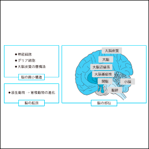 脳の構造