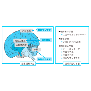 脳と人工知能の共通点や違い