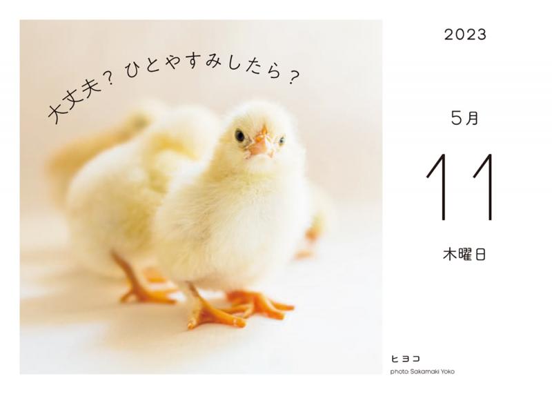 ふわもこ365日 いやしの動物日めくりカレンダー 2023 ｜ SEshop