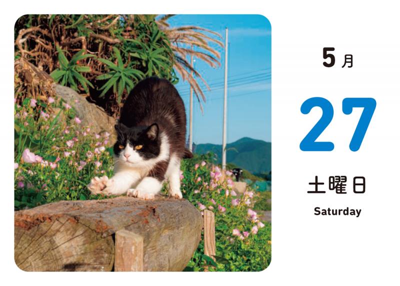 ほっこりゆったり毎日島猫 日めくりカレンダー 2023（simabossneko