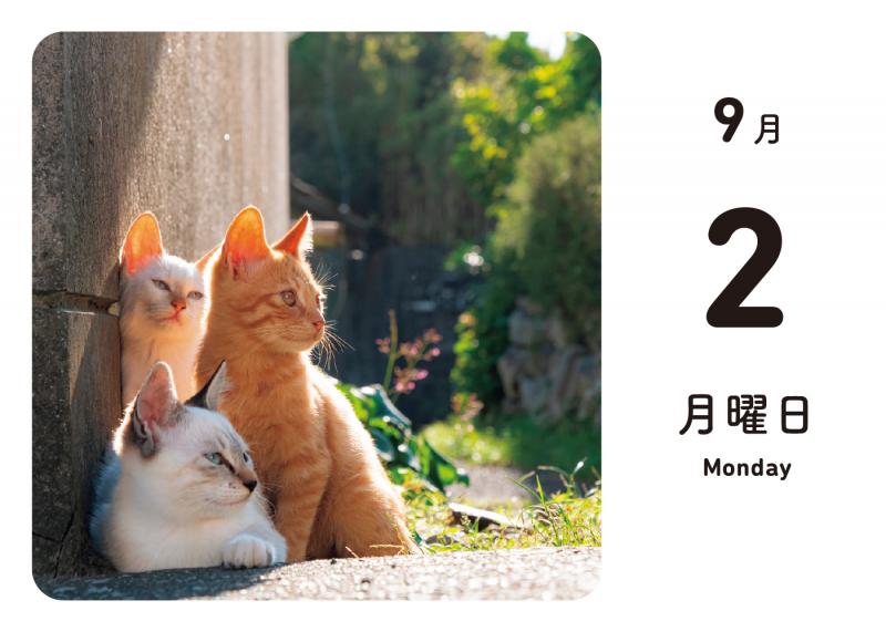 ほっこりゆったり毎日島猫 日めくりカレンダー 2024 | SEshop ほっこりゆったり毎日島猫 日めくりカレンダー 2024 | SEshop