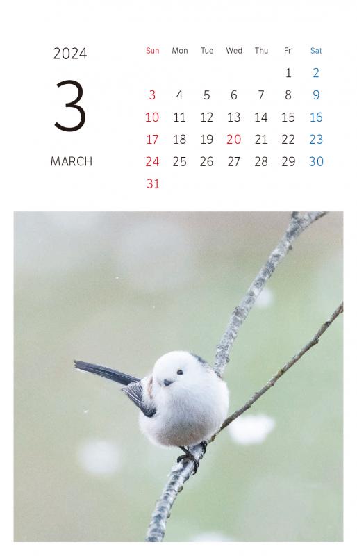 もふもふふわふわシマエナガ 卓上カレンダー 2024 ポストカード付き