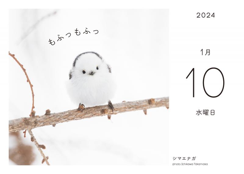 ふわもこ366日いやしの動物 日めくりカレンダー 2024 ｜ SEshop｜ 翔