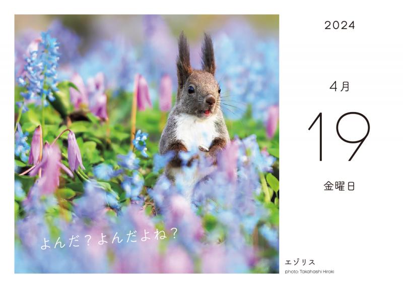 ふわもこ366日いやしの動物 日めくりカレンダー 2024 ｜ SEshop｜ 翔