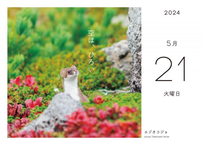 SEshop｜　｜　2024　日めくりカレンダー　ふわもこ366日いやしの動物　翔泳社の本・電子書籍通販サイト