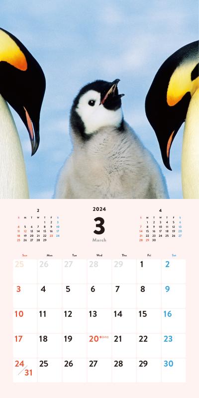 ふわふわペンギンdays カレンダー 2024（SE編集部）｜翔泳社の本