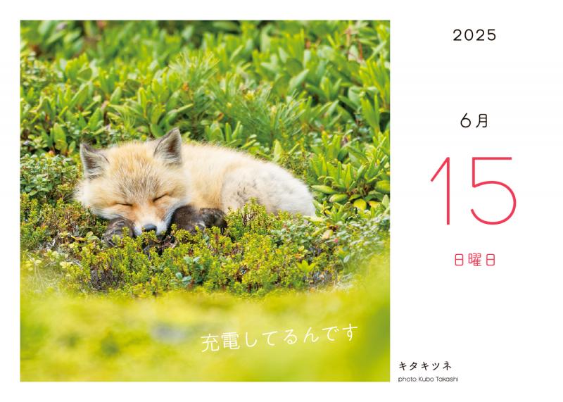 ふわもこ365日いやしの動物 日めくりカレンダー 2025 ｜ SEshop｜ 翔