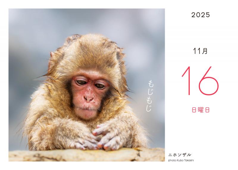 ふわもこ365日いやしの動物 日めくりカレンダー 2025 ｜ SEshop｜ 翔