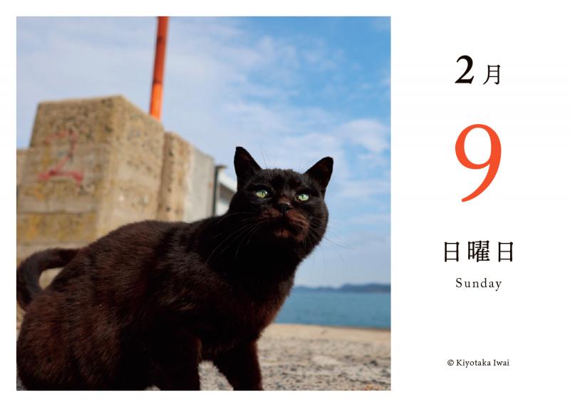 毎日猫ねこ 日めくりカレンダー 2025（SE編集部）｜翔泳社の本