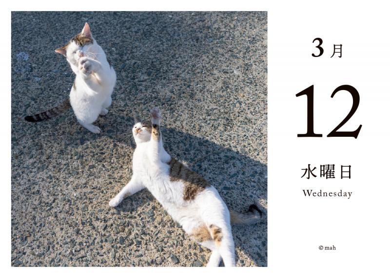 値下げ⭐️日めくりニャンコ！2025年(卓上日めくりカレンダー猫版) 台座付き Amazon | 日めくりニャンコ！2025年(卓上日めくりカレンダー猫版
