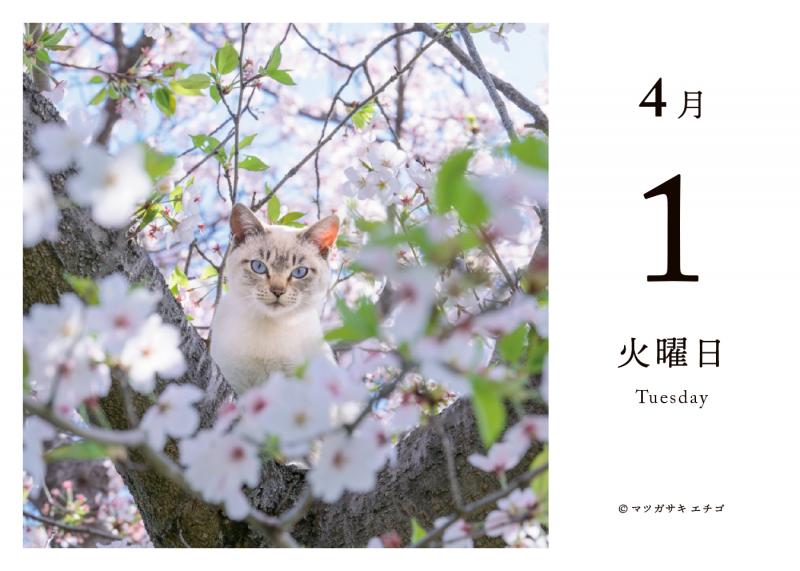 毎日猫ねこ 日めくりカレンダー 2025（SE編集部）｜翔泳社の本