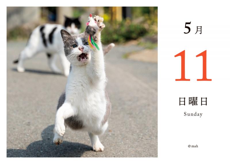 毎日猫ねこ 日めくりカレンダー 2025（SE編集部）｜翔泳社の本