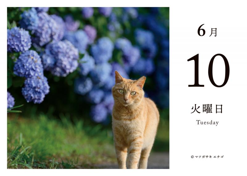 毎日猫ねこ 日めくりカレンダー 2025（SE編集部）｜翔泳社の本