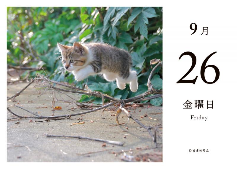 毎日猫ねこ 日めくりカレンダー 2025（SE編集部）｜翔泳社の本