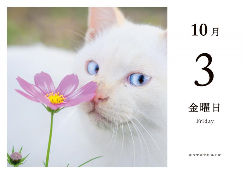 毎日猫ねこ 日めくりカレンダー 2025（SE編集部）｜翔泳社の本