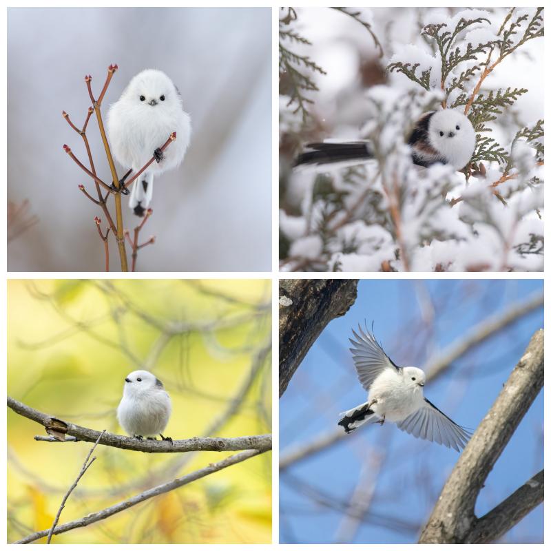 もふもふふわふわシマエナガ カレンダー 2026 ｜ SEshop｜ 翔泳社の本