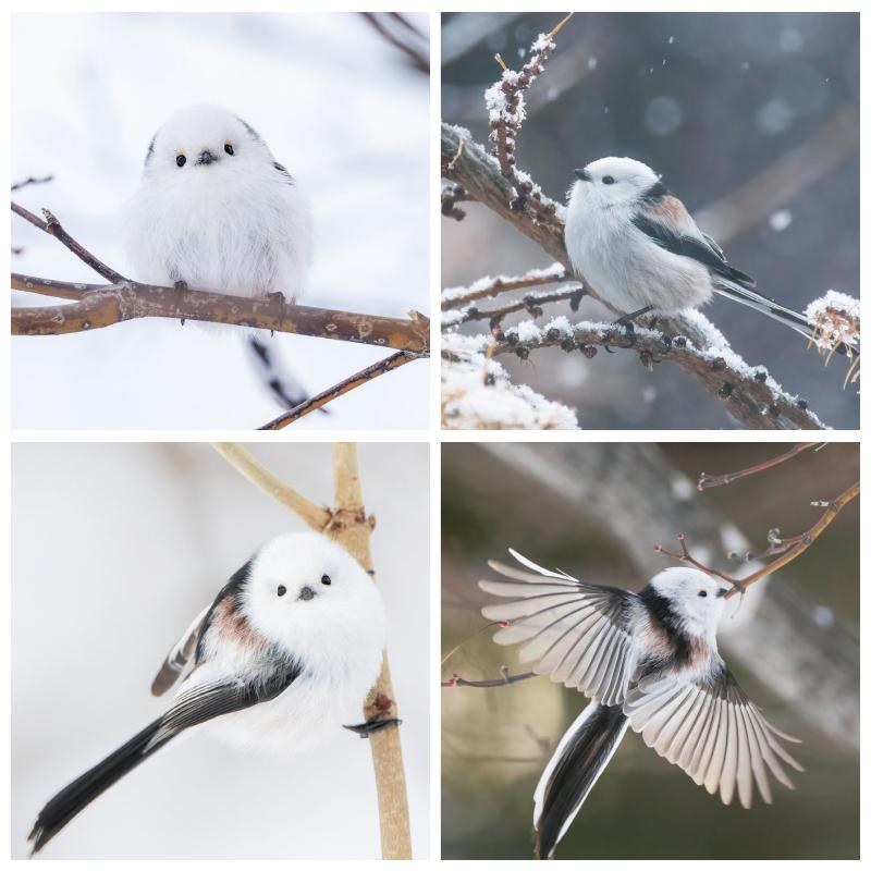 もふもふふわふわシマエナガ 卓上カレンダー 2026 ポストカード付き