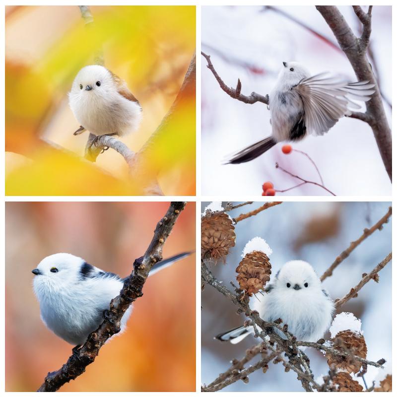 もふもふふわふわシマエナガ 卓上カレンダー 2026 ポストカード付き