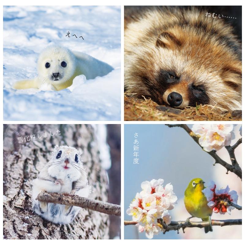 ふわもこ365日いやしの動物 日めくりカレンダー 2026 ｜ SEshop｜ 翔